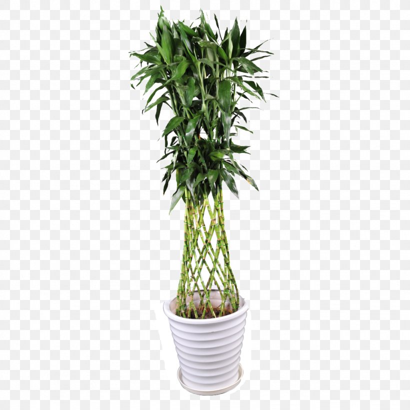 Lucky Bamboo Tropical Woody Bamboos Tree Image, PNG, 1024x1024px, Bamboo, Arecales, Evergreen, Flowerpot, Furniture Download Free