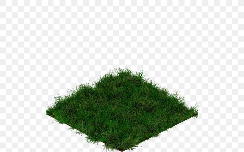 Vegetation Grasses Tree, PNG, 512x512px, Vegetation, Evergreen, Grass, Grass Family, Grasses Download Free