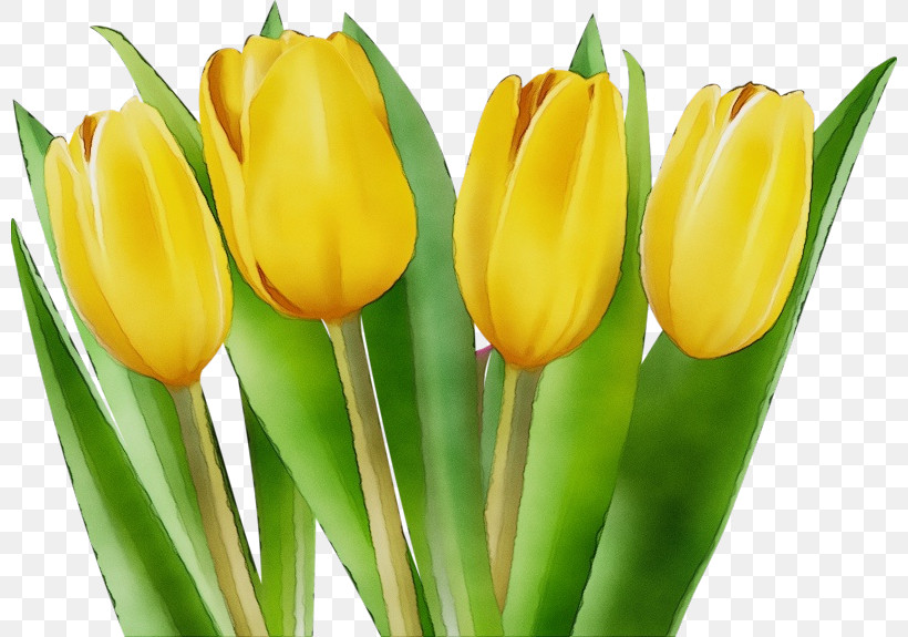 Flower Tulip Yellow Petal Plant, PNG, 800x575px, Watercolor, Bud, Closeup, Cut Flowers, Flower Download Free