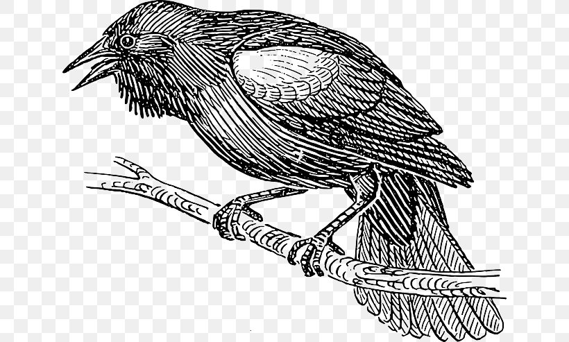 Bird Clip Art Vector Graphics Drawing Line Art, PNG, 640x493px, Bird, Art, Beak, Bird Flight, Bird Of Prey Download Free