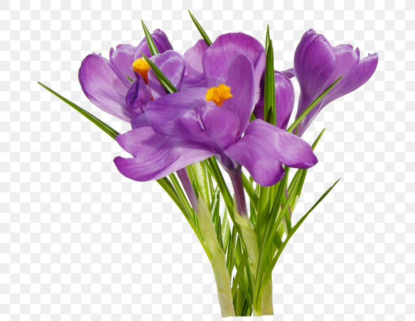 First Spring Flowers, PNG, 700x634px, Flower, Blog, Computer Software, Crocus, Cut Flowers Download Free
