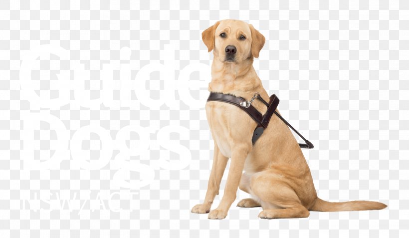 Guide Dogs Victoria Puppy The Guide Dogs For The Blind Association, PNG, 2027x1181px, Dog, Australia, Carnivoran, Companion Dog, Dog Bite Download Free