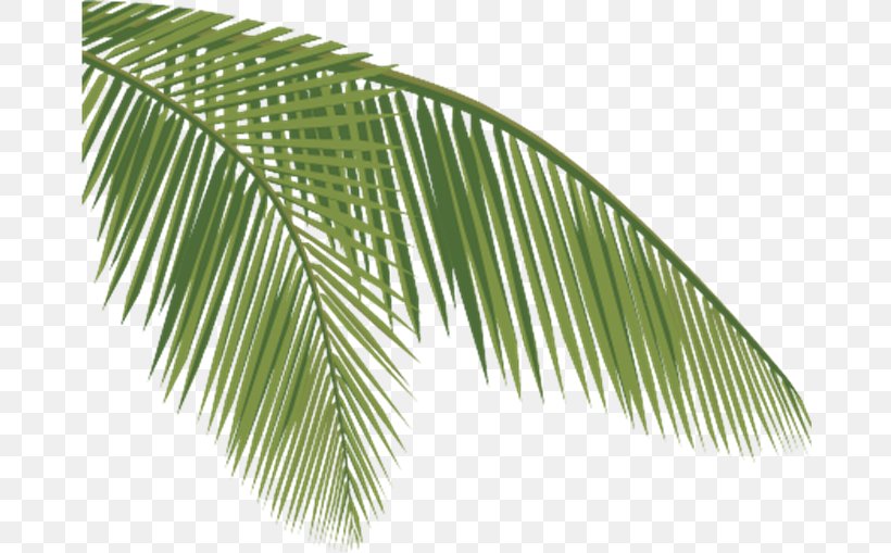 Arecaceae Coconut Leaf Clip Art, PNG, 674x509px, Arecaceae, Arecales, Coconut, Coir, Leaf Download Free