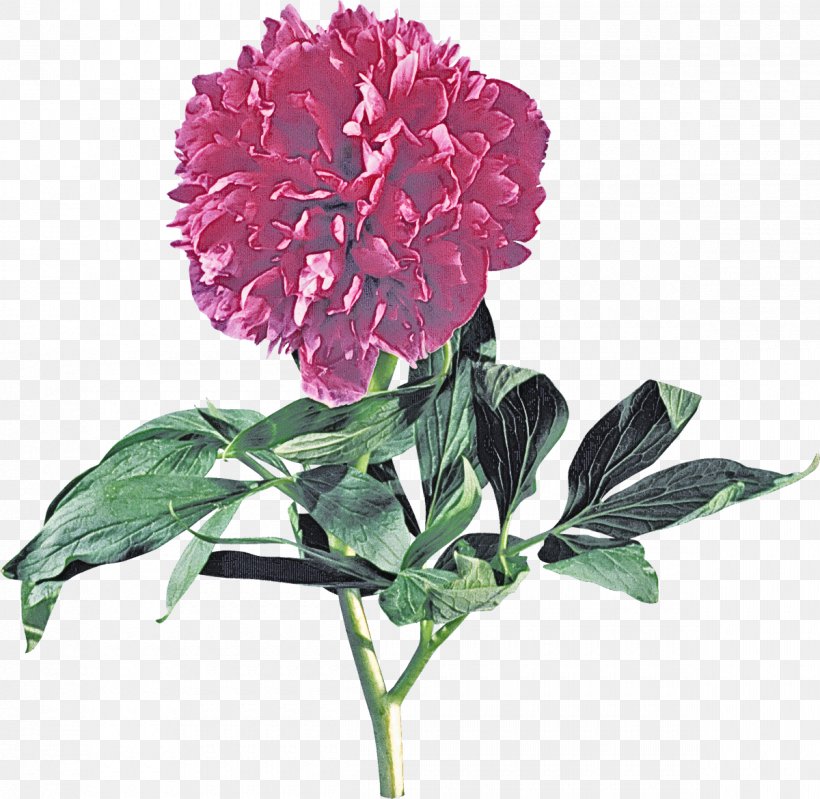 Flower Flowering Plant Plant Pink Common Peony, PNG, 1200x1170px, Flower, Chinese Peony, Common Peony, Cut Flowers, Flowering Plant Download Free