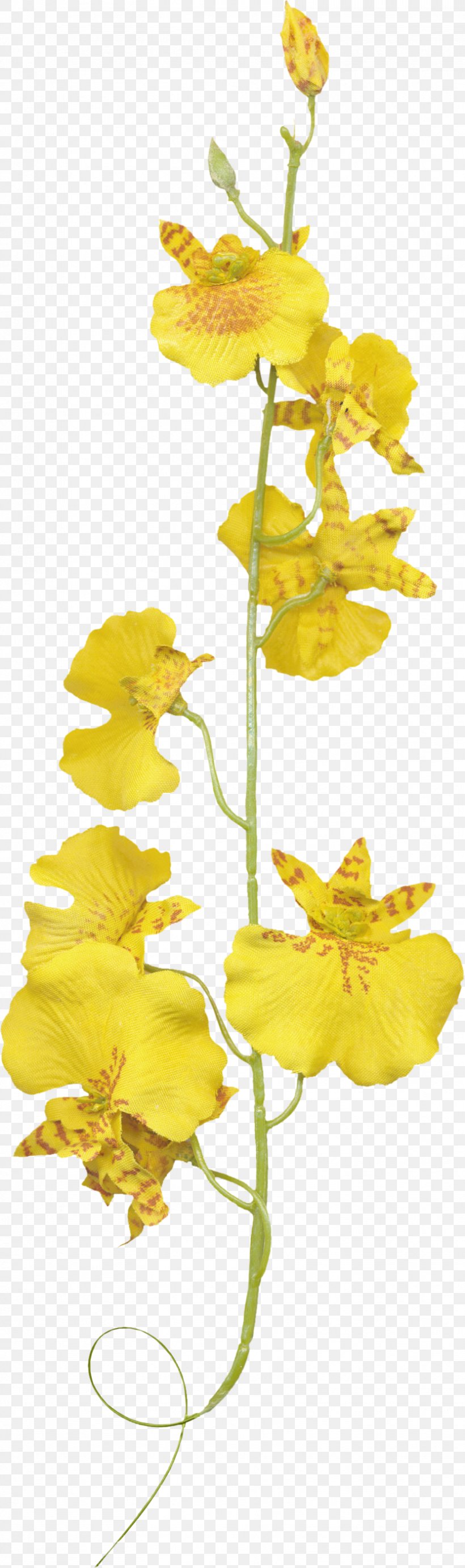 Orchids Flower Plant, PNG, 831x2803px, Orchids, Color, Flora, Flower, Flowering Plant Download Free
