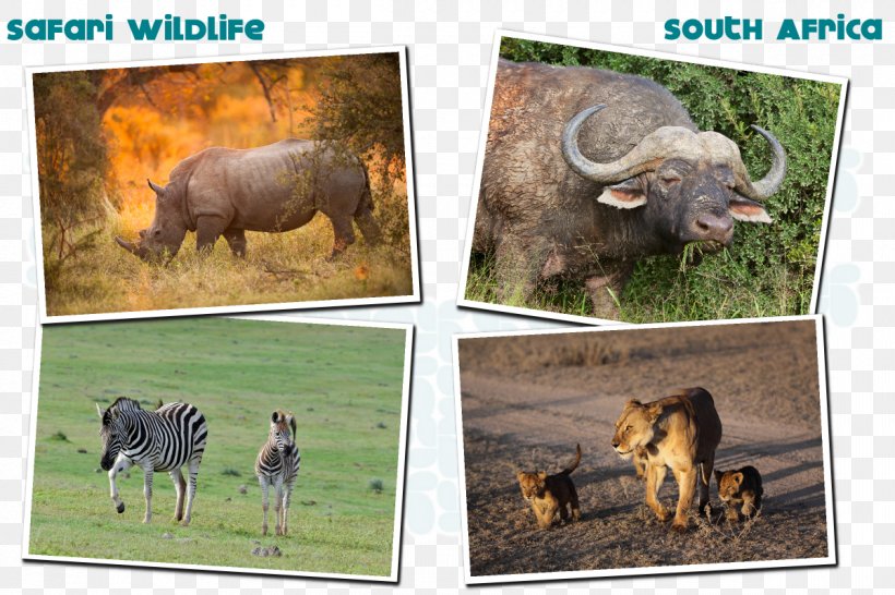 Wildlife Safari Victoria Falls Cattle, PNG, 1200x800px, Wildlife Safari, Animal, Cattle, Cattle Like Mammal, Fauna Download Free