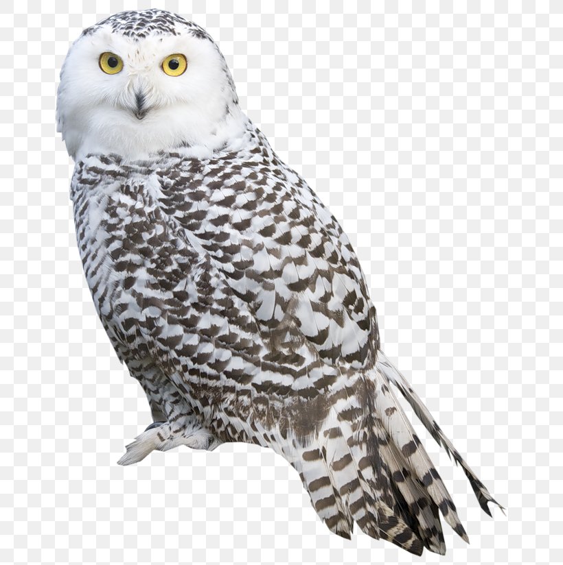 Bird Snowy Owl Clip Art, PNG, 678x824px, Bird, Barn Owl, Barred Owl, Beak, Bird Of Prey Download Free