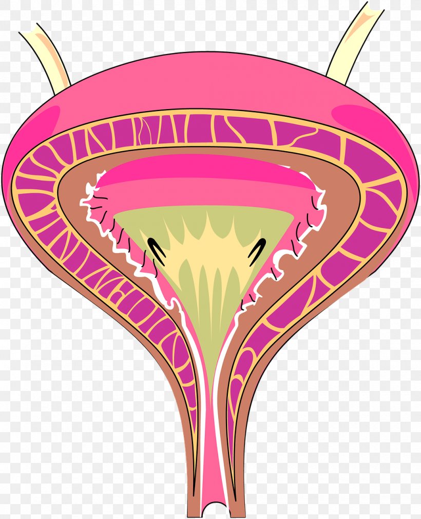 Interstitial Cystitis Urinary Bladder Excretory System Urine Urinary Tract Infection, PNG, 1040x1280px, Watercolor, Cartoon, Flower, Frame, Heart Download Free