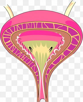 Incontinence - Interstitial Cystitis Urinary Bladder Excretory System Urine Urinary Tract Infection PNG