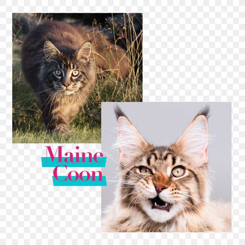 Maine Coon Cat Food Kitten Dog Horse, PNG, 1000x1000px, Maine Coon, Black Cat, Carnivoran, Cat, Cat Breed Download Free