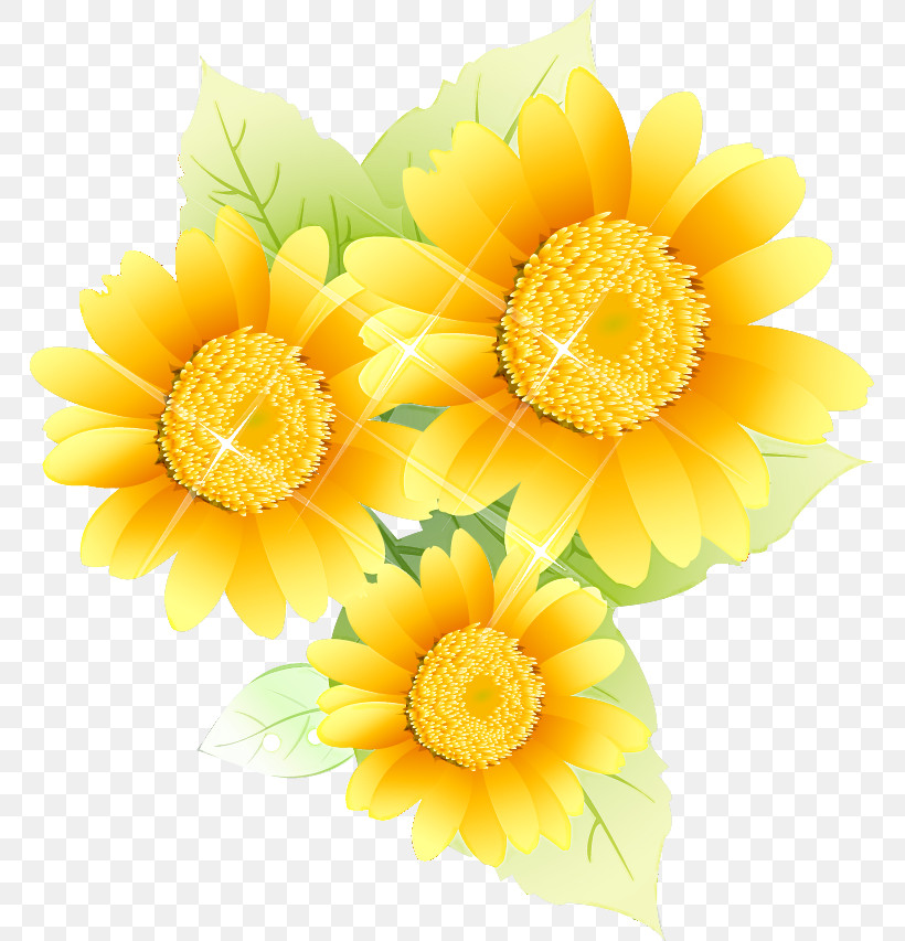 Sunflower Summer Flower, PNG, 766x853px, Sunflower, Chrysanthemum, Cut Flowers, Floral Design, Flower Download Free