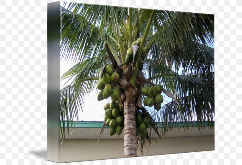 Arecaceae Asian Palmyra Palm Attalea Speciosa Coconut Tree, PNG, 650x560px, Arecaceae, Arecales, Asian Palmyra Palm, Attalea, Attalea Speciosa Download Free