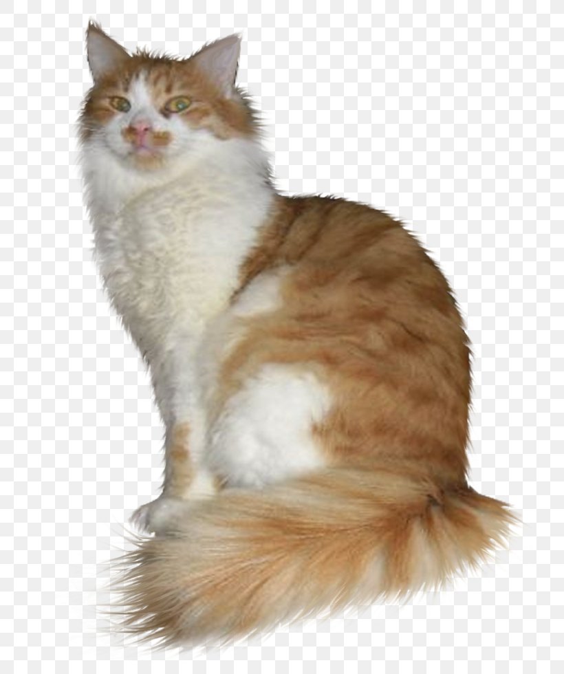 Asian Semi-longhair Ragamuffin Cat British Semi-longhair Siberian Cat Turkish Van, PNG, 736x980px, Asian Semilonghair, Aegean Cat, American Wirehair, Asian Semi Longhair, British Semi Longhair Download Free