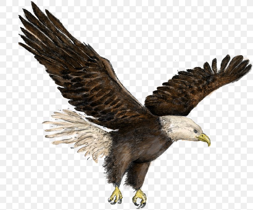 Bald Eagle Buzzard Hawk Vulture, PNG, 819x683px, Bald Eagle, Accipitriformes, Beak, Bird, Bird Of Prey Download Free