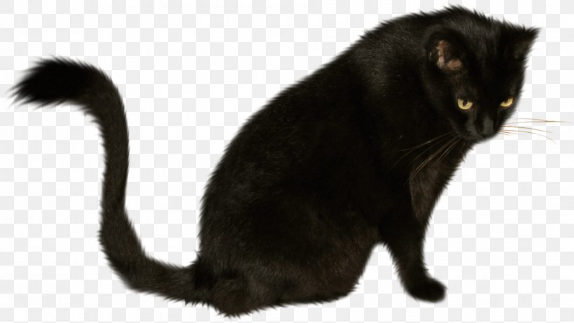 Black Cat Bombay Cat Korat Kitten Domestic Short-haired Cat, PNG, 1883x1061px, Black Cat, Animal, Asian, Black, Bombay Download Free