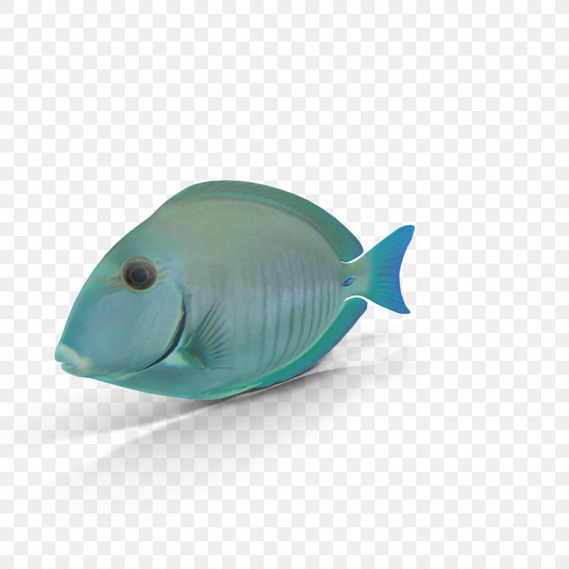 Blue Seabed Fish Organism, PNG, 2048x2048px, 3d Computer Graphics, Blue, Aqua, Coral Reef, Deep Sea Creature Download Free