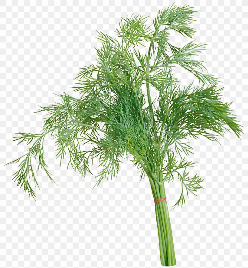Dill Parsley Herb Raster Graphics Clip Art, PNG, 1253x1352px, Dill, Apiaceae, Digital Image, Dock, Fennel Download Free