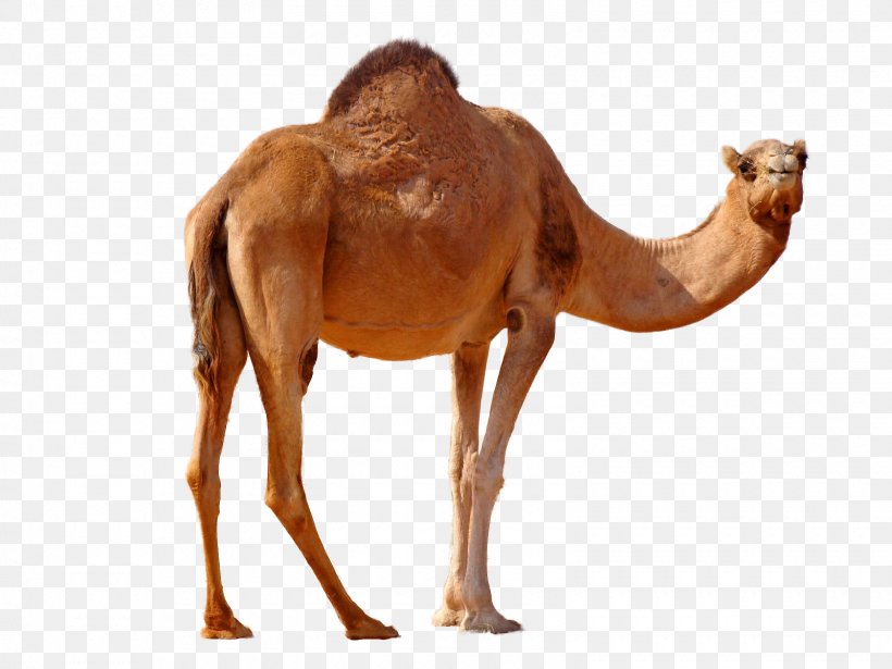 Dromedary Bactrian Camel Desktop Wallpaper, PNG, 1600x1200px, Dromedary, Arabian Camel, Australian Feral Camel, Bactrian Camel, Camel Download Free