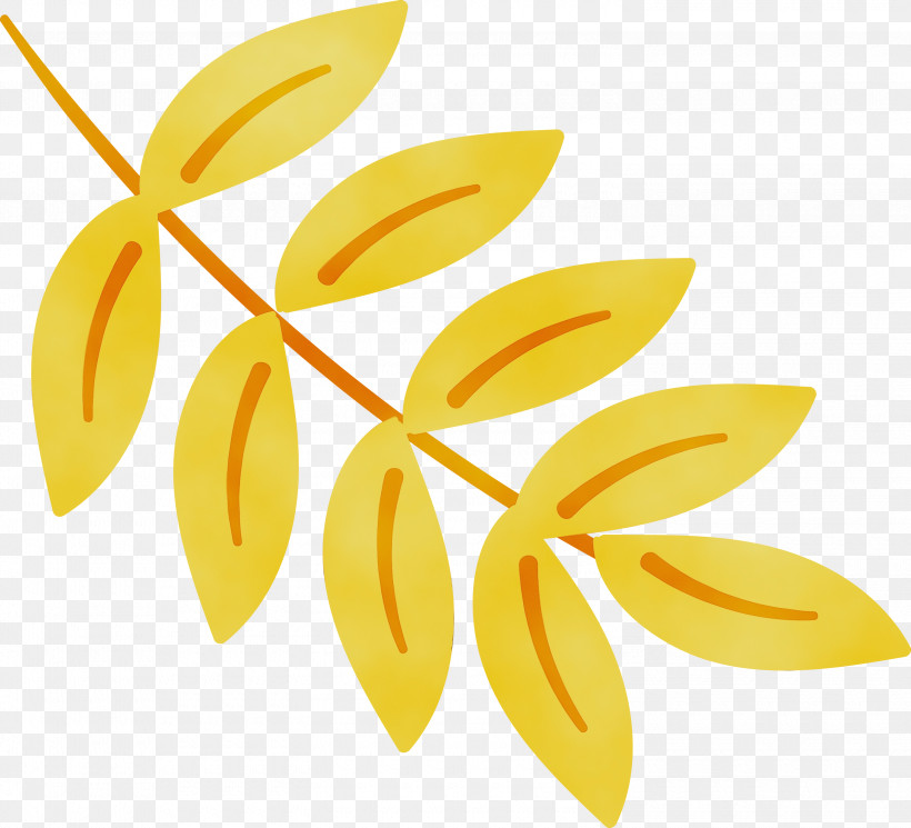 Petal Angle Line Yellow Meter, PNG, 3000x2727px, Mexican Elements, Angle, Fruit, Line, Meter Download Free