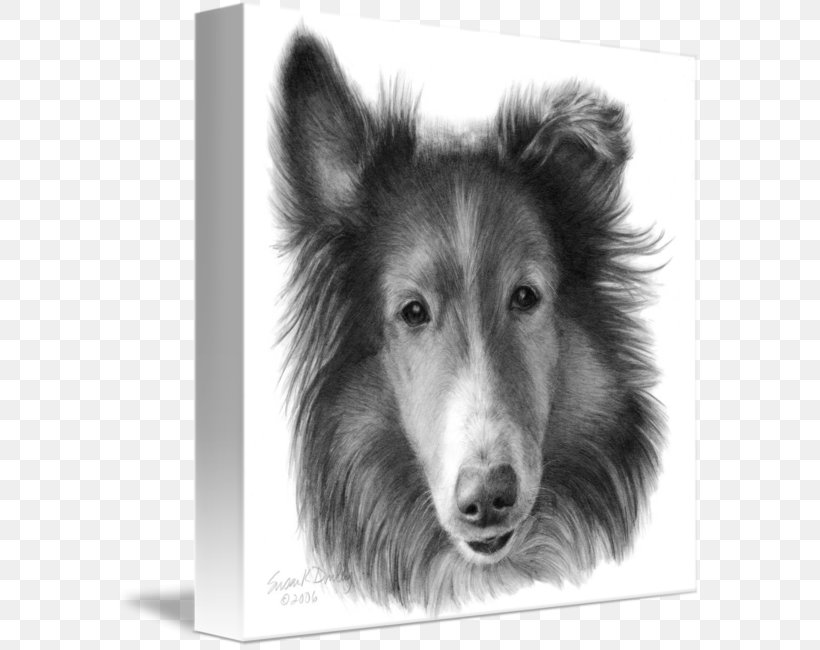 Rough Collie Shetland Sheepdog Dog Breed Smooth Collie Drawing, PNG, 586x650px, Rough Collie, Black And White, Breed, Carnivoran, Collie Download Free