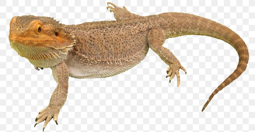 Agama Lizard Common Iguanas, PNG, 800x425px, Lizard, Agama, Agamidae, Amphibian, Beard Download Free