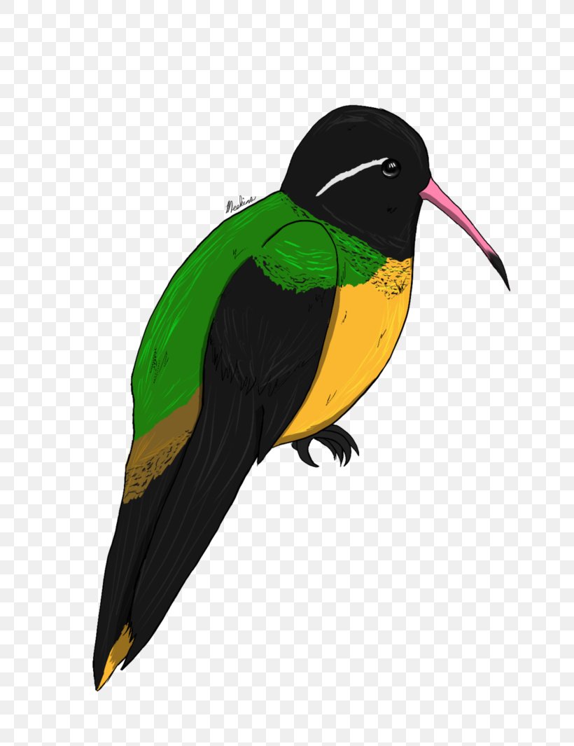 Bird Parrot Beak Toucan Piciformes, PNG, 751x1065px, Bird, Animal, Beak, Feather, Parrot Download Free