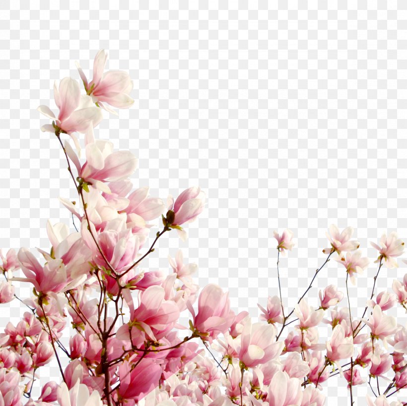 Cherry Blossom Flower Petal Cerasus, PNG, 2362x2362px, Flower, Bathroom, Bathtub, Blossom, Branch Download Free