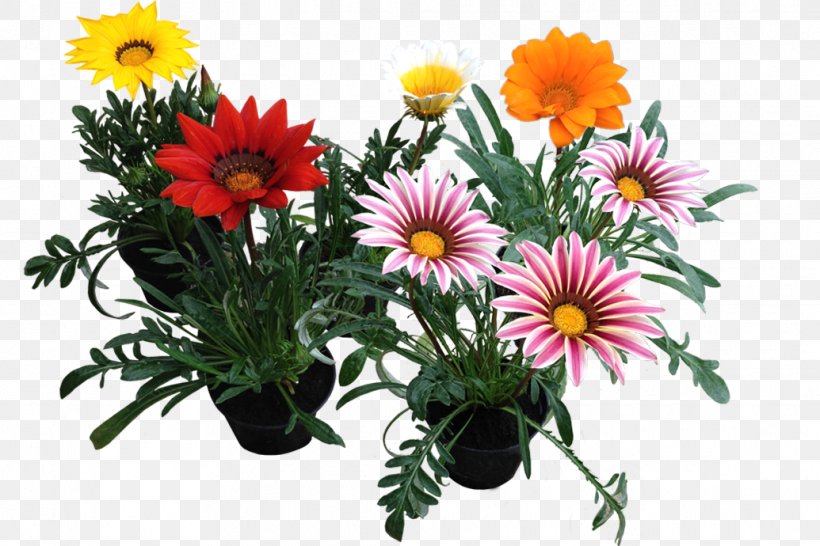 Gazania Rigens Floral Design, PNG, 1035x690px, Gazania Rigens, Annual Plant, Aster, Chrysanthemum, Chrysanths Download Free