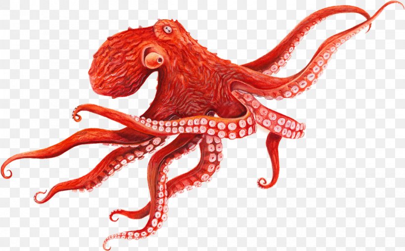 Giant Pacific Octopus Cephalopod Squid, PNG, 1200x744px, Octopus, Animal, Cephalopod, Common Octopus, Drawing Download Free