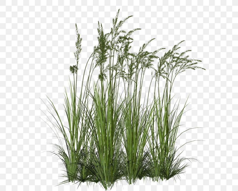 Ornamental Grass Ornamental Plant Fountain Grass Clip Art, PNG, 597x660px, Ornamental Grass, Chrysopogon Zizanioides, Evergreen, Fountain Grass, Fountaingrasses Download Free