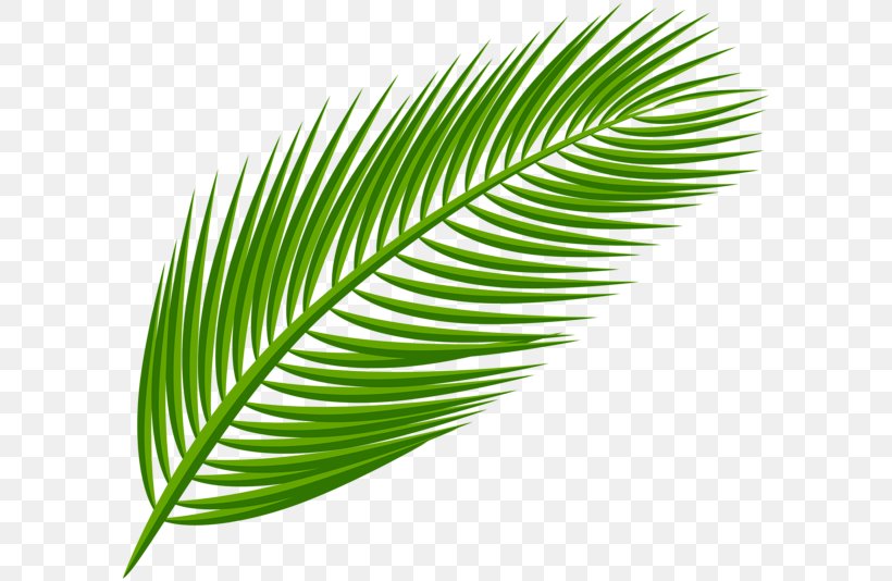Arecaceae Palm Branch Palm-leaf Manuscript Clip Art, PNG, 600x534px, Arecaceae, Arecales, Autumn Leaf Color, Grass, Grass Family Download Free