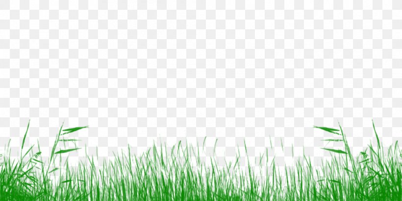 Lawn Meadow Grassland Grasses Desktop Wallpaper, PNG, 1043x524px, Lawn, Commodity, Computer, Family, Grass Download Free