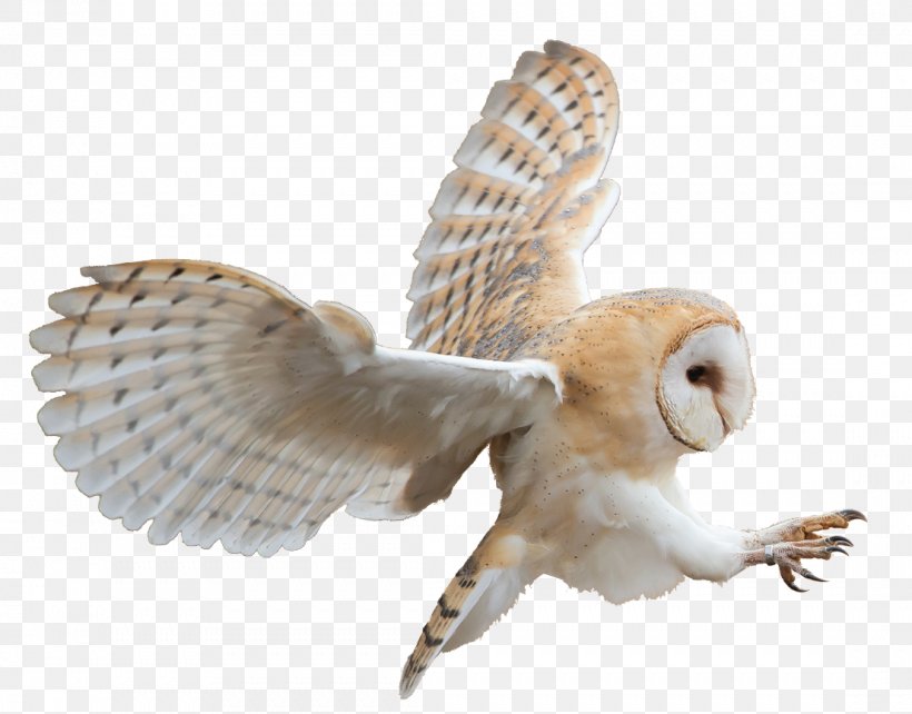 Owl Beak PDF Feather, PNG, 1107x868px, Owl, Beak, Bird, Bird Of Prey, Falcon Download Free