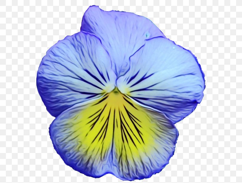 Pansy Flower Yellow Blue Floral Design, PNG, 640x622px, Pansy, Blue, Blue Flower, Floral Design, Flower Download Free