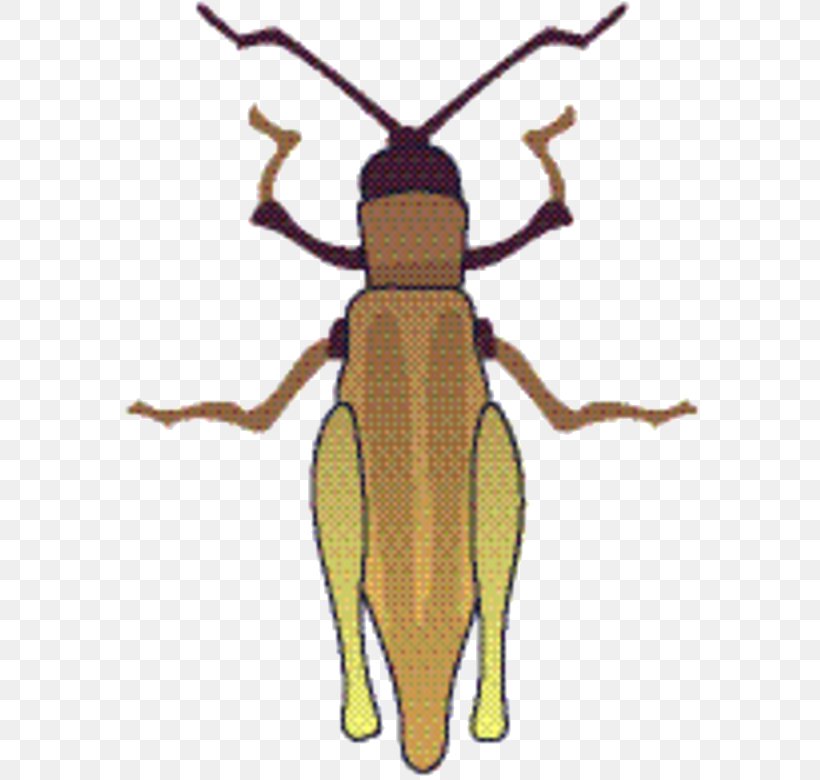 Weevil Beetle Pest Pollinator Membrane, PNG, 590x780px, Weevil, Beetle, Blister Beetles, Insect, Longhorn Beetle Download Free