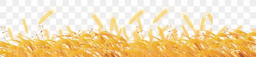 Common Wheat Material Grass, PNG, 5588x1258px, Common Wheat, Cereal, Cereal Germ, Commodity, Crop Download Free