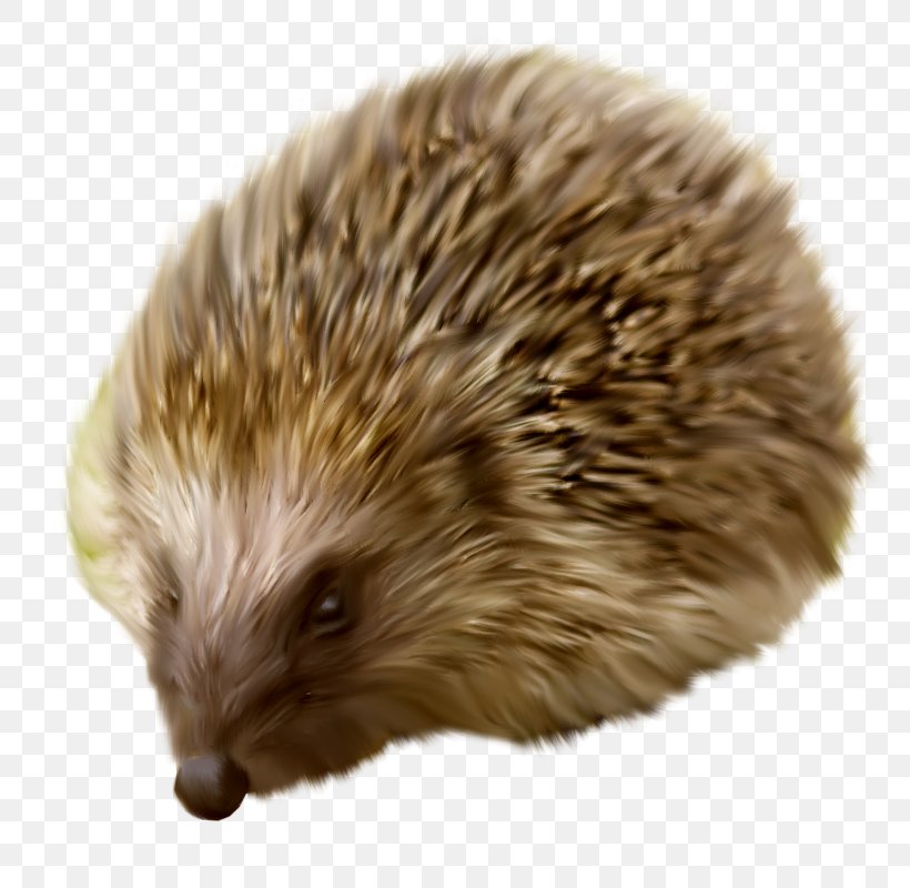 Hedgehog Clip Art, PNG, 800x800px, Hedgehog, Animal, Cat, Directory, Domesticated Hedgehog Download Free