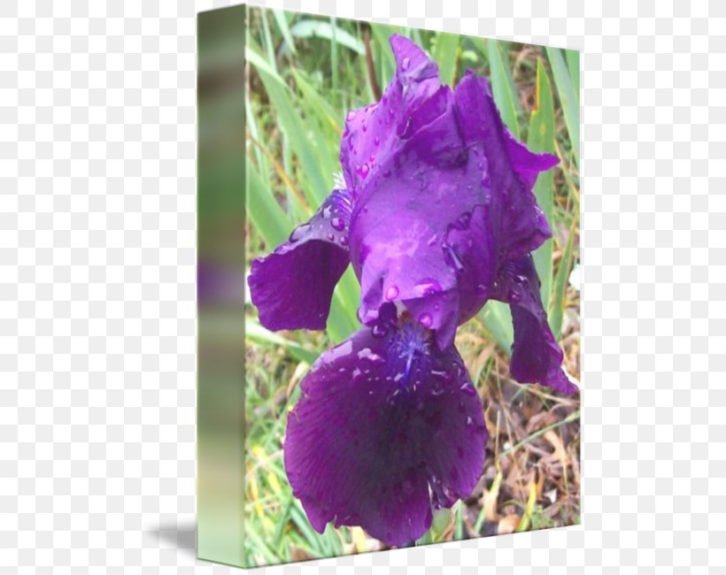 Orris Root Orris Oil Violet Cattleya Orchids Family, PNG, 504x650px, Orris Root, Cattleya, Cattleya Orchids, Family, Flower Download Free