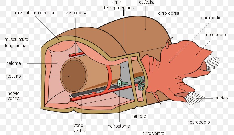 Polychaete Earthworms Anatomy Riftia Pachyptila, PNG, 800x475px, Watercolor, Cartoon, Flower, Frame, Heart Download Free