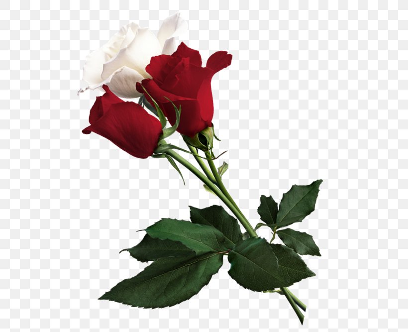 Rose White Flower Red, PNG, 540x667px, Rose, Annual Plant, Bud, China Rose, Cut Flowers Download Free