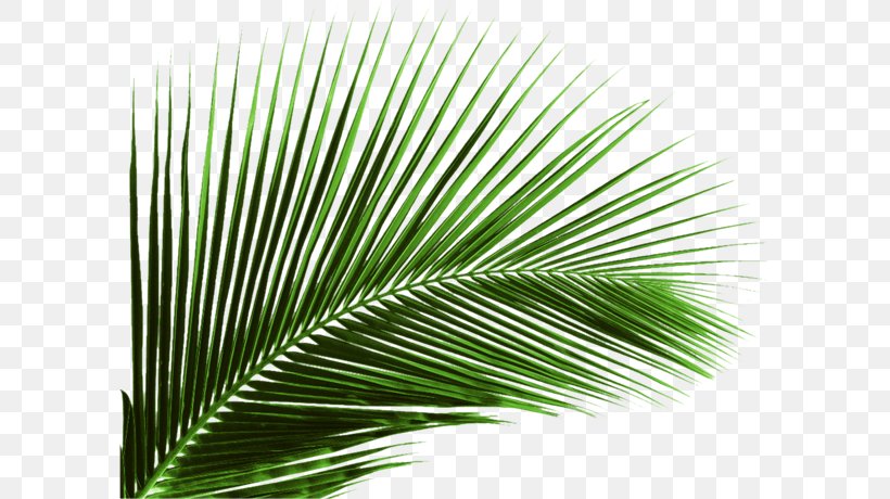 Arecaceae Leaf Plant Areca Palm Coconut, PNG, 600x460px, Arecaceae, Areca Palm, Arecales, Autumn Leaf Color, Coconut Download Free