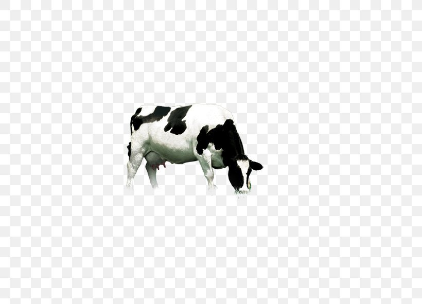 Dairy Cattle, PNG, 591x591px, Dairy Cattle, Black And White, Cartoon, Cattle, Cattle Like Mammal Download Free