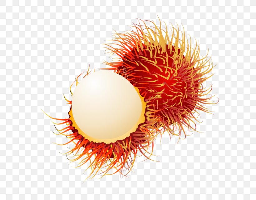 Exquisite Clipart, PNG, 640x640px, Rambutan, Adobe Systems, Drawing, Food, Fruit Download Free