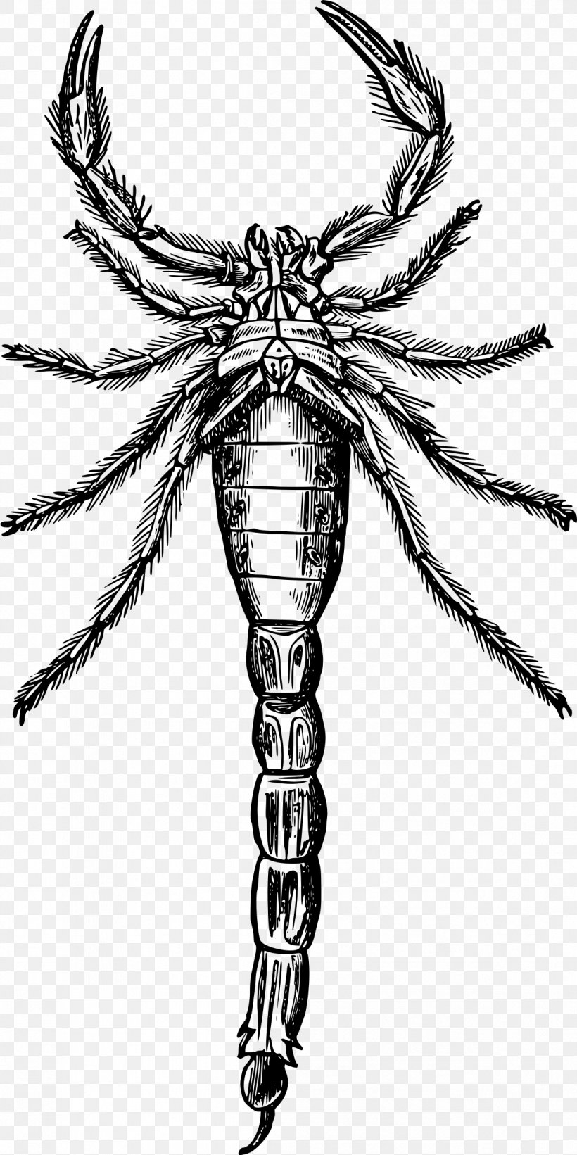 Scorpion Drawing Clip Art, PNG, 1199x2400px, Scorpion, Animal, Arachnid, Art, Arthropod Download Free