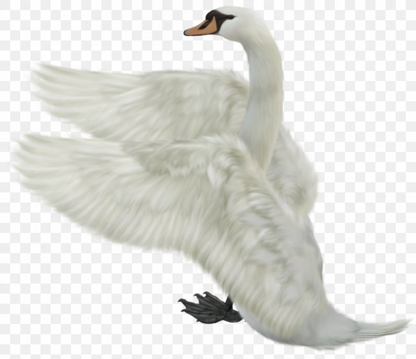 Bird PhotoScape Clip Art, PNG, 1145x991px, Bird, Beak, Black Swan, Cygnini, Digital Image Download Free