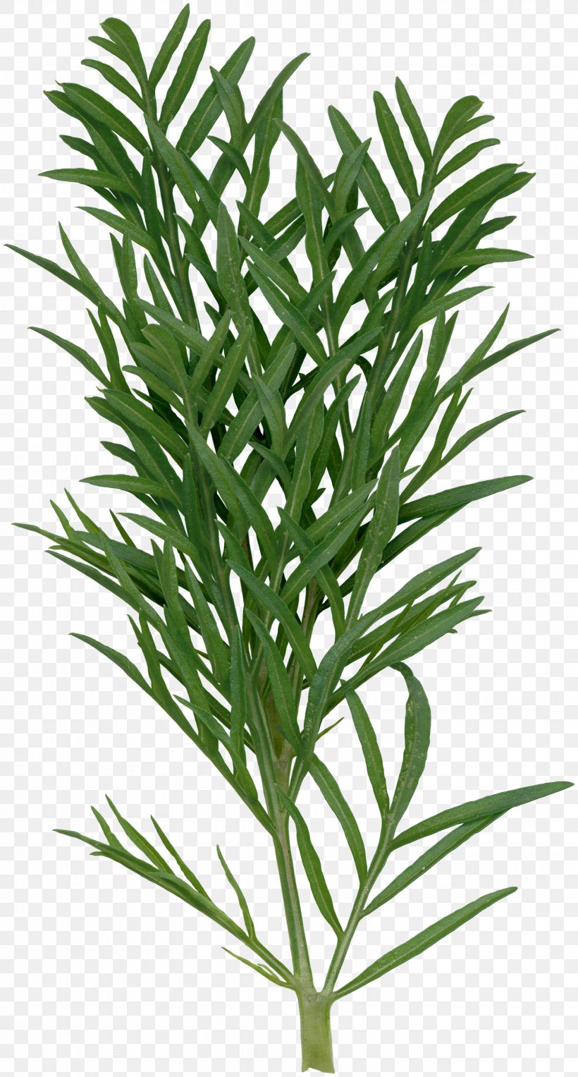 Gladiolus Xd7gandavensis Euclidean Vector, PNG, 1457x2714px, Gladiolus, Arecaceae, Arecales, Branch, Designer Download Free