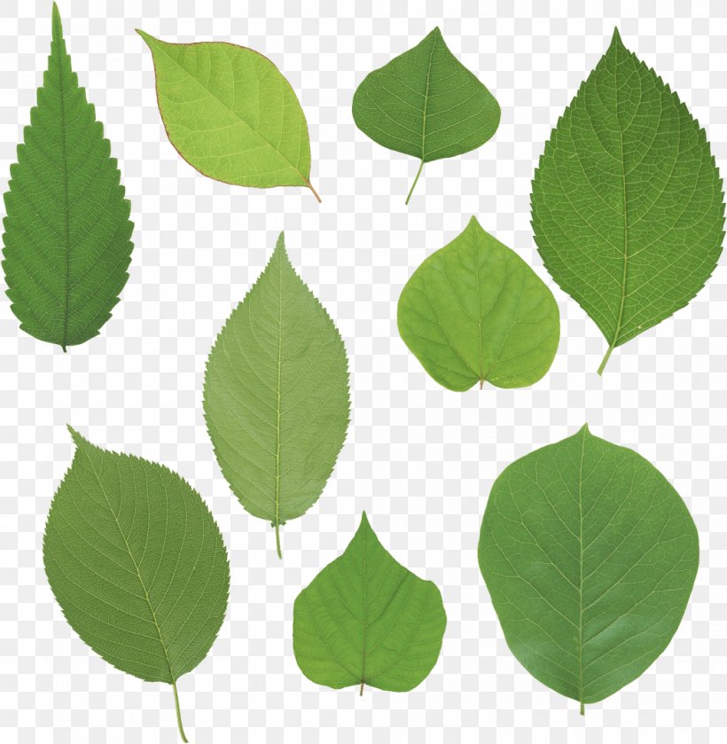 Leaf Clip Art, PNG, 1041x1066px, Leaf, Computer Software, Dots Per Inch, Fundal, Grass Download Free