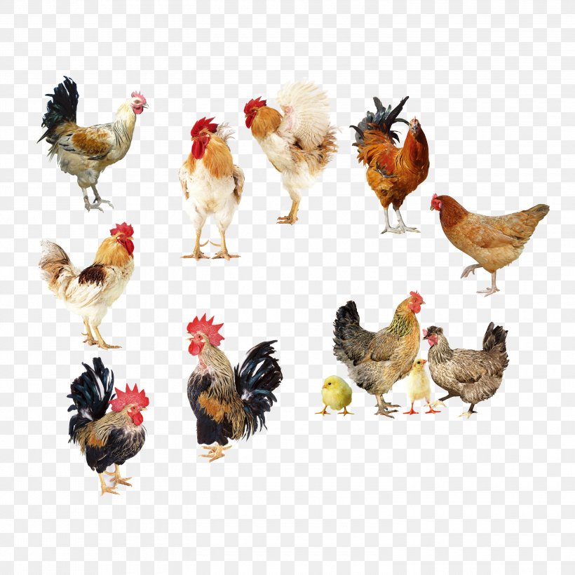 Rooster Chicken Broiler Egg, PNG, 3000x3000px, Rooster, Antibiotics, Beak, Bird, Broiler Download Free