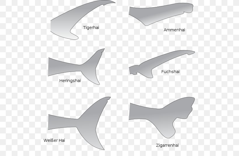 Shark Anatomy Great White Shark Fin Tail, PNG, 570x538px, Shark, Anatomy, Bull Shark, Carcharhinus Amblyrhynchos, Cartilaginous Fish Download Free