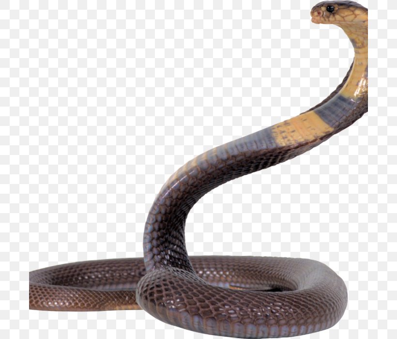 Snake Reptile Clip Art, PNG, 700x700px, Snake, Boa Constrictor, Boas, Cobra, Elapidae Download Free